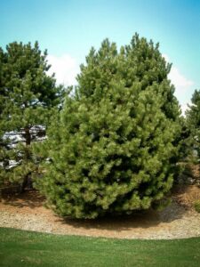 Сосна Чёрная (Pinus Nigra) купить по цене от 270.00р. в интернет-магазине «Посадика» с доставкой почтой в в Тимашевске и по всей России – [изображение №1].