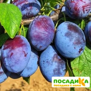 Слива Чачакская ранняя купить по цене от 229.00р. в интернет-магазине «Посадика» с доставкой почтой в в Тимашевске и по всей России – [изображение №1].