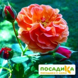 Роза Арабия купить по цене от 350.00р. в интернет-магазине «Посадика» с доставкой почтой в в Тимашевске и по всей России – [изображение №1].