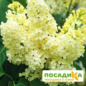 Сирень Примроуз (Primrose) купить по цене от 529.00р. в интернет-магазине «Посадика» с доставкой почтой в в Тимашевске и по всей России – [изображение №1].