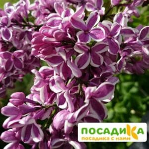 Сирень Сенсация купить по цене от 529.00р. в интернет-магазине «Посадика» с доставкой почтой в в Тимашевске и по всей России – [изображение №1].