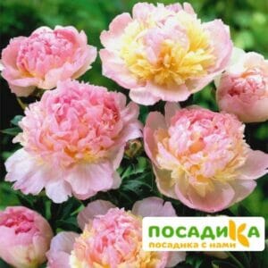 Пион Распберри Сандей (Paeonia Raspberry Sundae) купить по цене от 959р. в интернет-магазине «Посадика» с доставкой почтой в в Тимашевске и по всей России – [изображение №1].