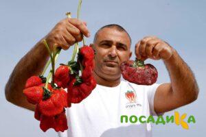 Клубника Гигант Джорнея купить по цене от 266р. в интернет-магазине «Посадика» с доставкой почтой в в Тимашевске и по всей России – [изображение №1].