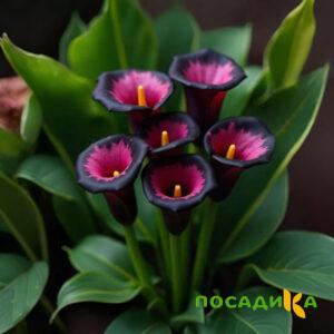 Калла Аура Лейс купить по цене от 400р. в интернет-магазине «Посадика» с доставкой почтой в в Тимашевске и по всей России – [изображение №1].