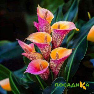 Калла Оникс купить по цене от 450р. в интернет-магазине «Посадика» с доставкой почтой в в Тимашевске и по всей России – [изображение №1].