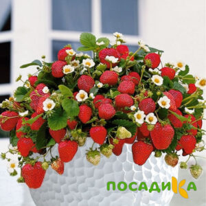 Клубника Рубиновый Шепот (горшечная) купить по цене от 240р. в интернет-магазине «Посадика» с доставкой почтой в в Тимашевске и по всей России – [изображение №1].