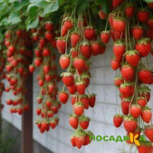 Клубника вьющаяся Комплимент купить по цене от 470р. в интернет-магазине «Посадика» с доставкой почтой в в Тимашевске и по всей России – [изображение №1].