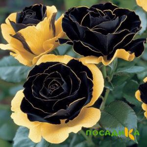 Роза Ханни Сикл купить по цене от 700р. в интернет-магазине «Посадика» с доставкой почтой в в Тимашевске и по всей России – [изображение №1].