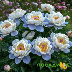 Пион акварельный Этюд купить по цене от 806р. в интернет-магазине «Посадика» с доставкой почтой в в Тимашевске и по всей России – [изображение №1].