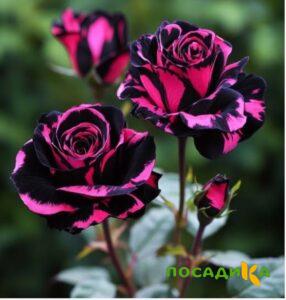 Роза Багровый Шепот купить по цене от 366р. в интернет-магазине «Посадика» с доставкой почтой в в Тимашевске и по всей России – [изображение №1].