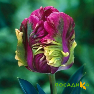 Тюльпан Экзотик Хэвен купить по цене от 186р. в интернет-магазине «Посадика» с доставкой почтой в в Тимашевске и по всей России – [изображение №1].